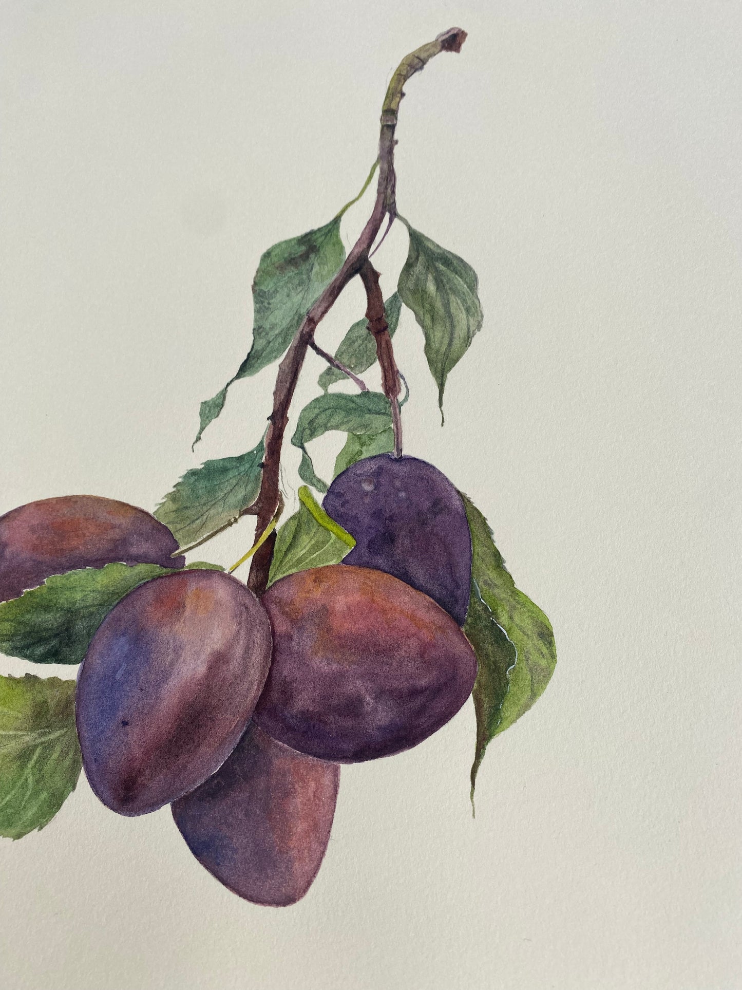 Plums on a branch - Original Painting