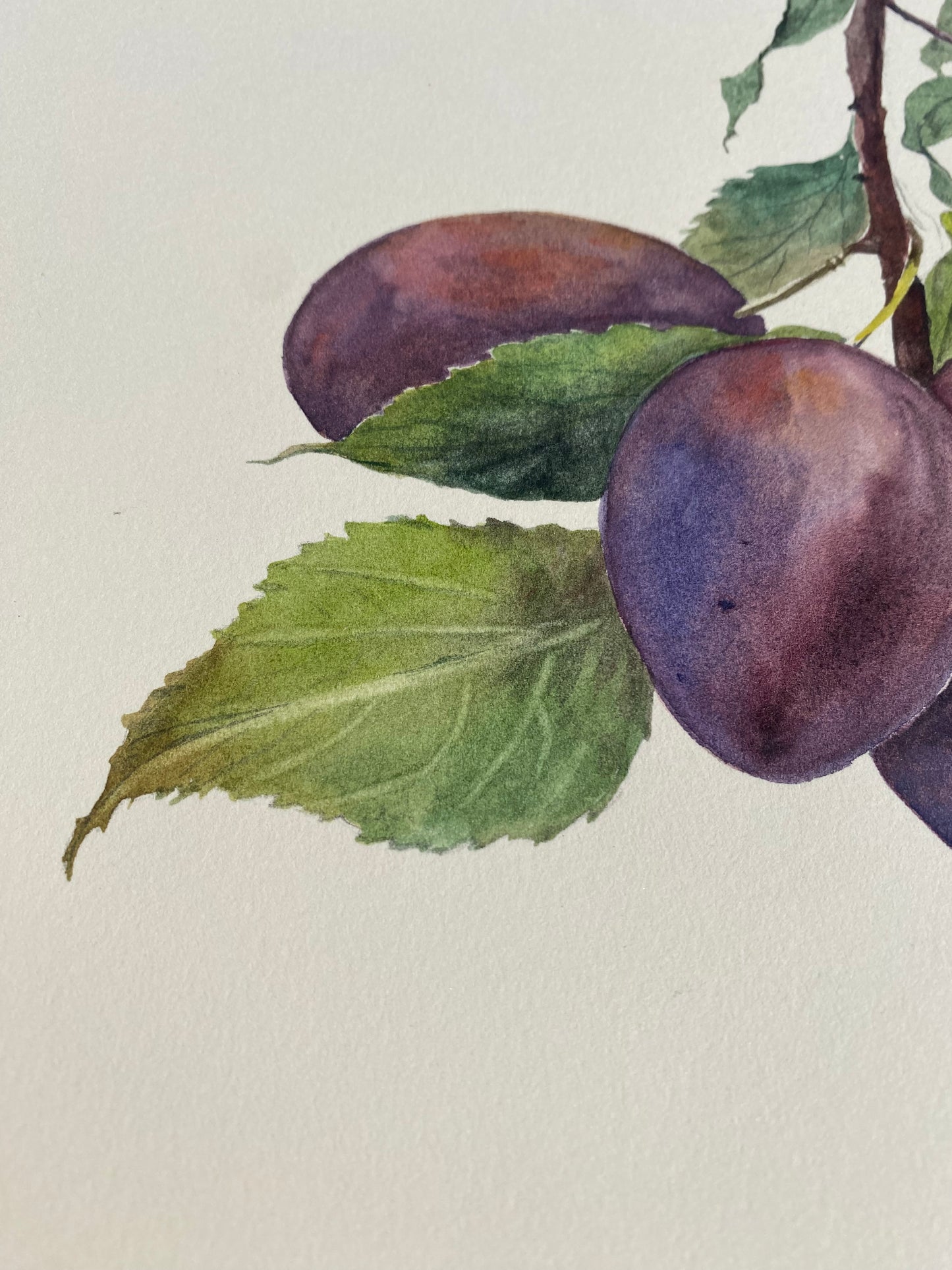 Plums on a branch - Original Painting