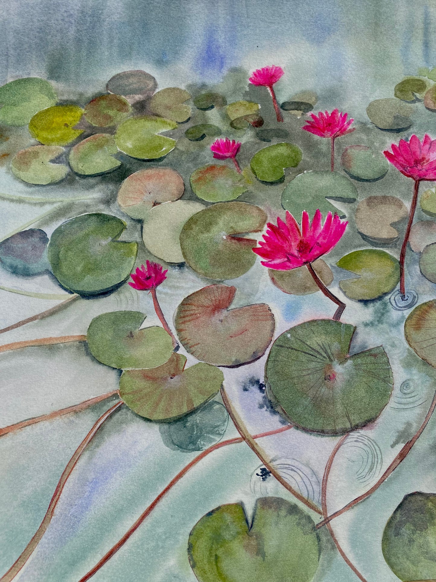 Water lilies