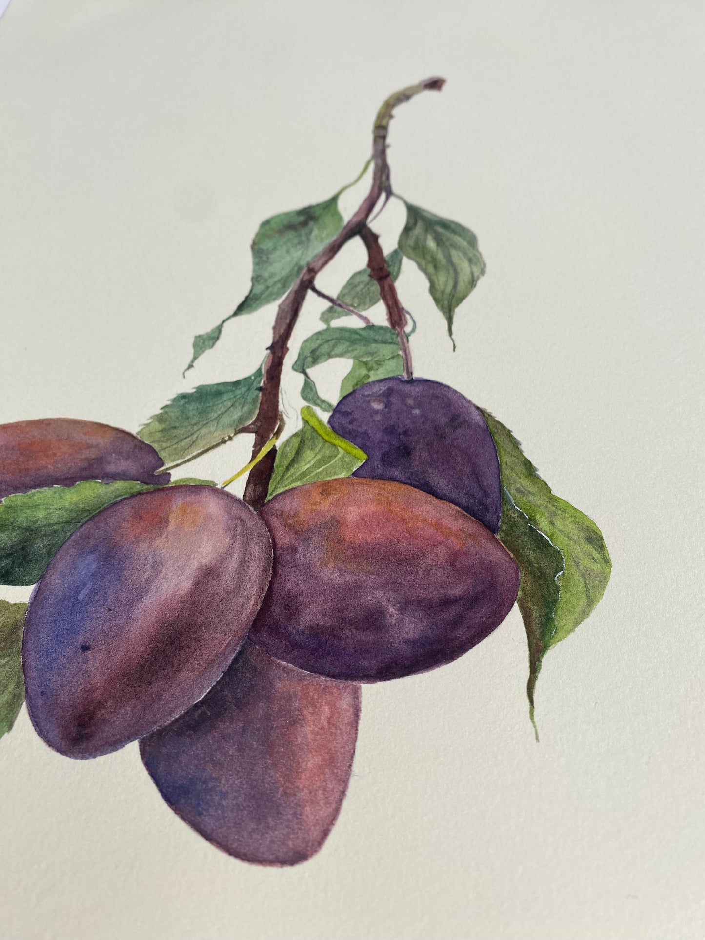 Plums on a branch - Original Painting