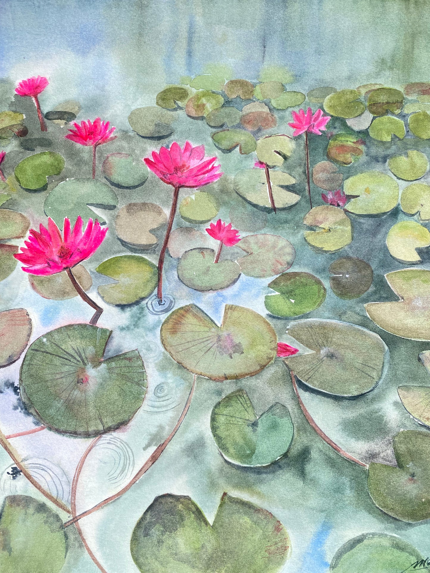 Water lilies