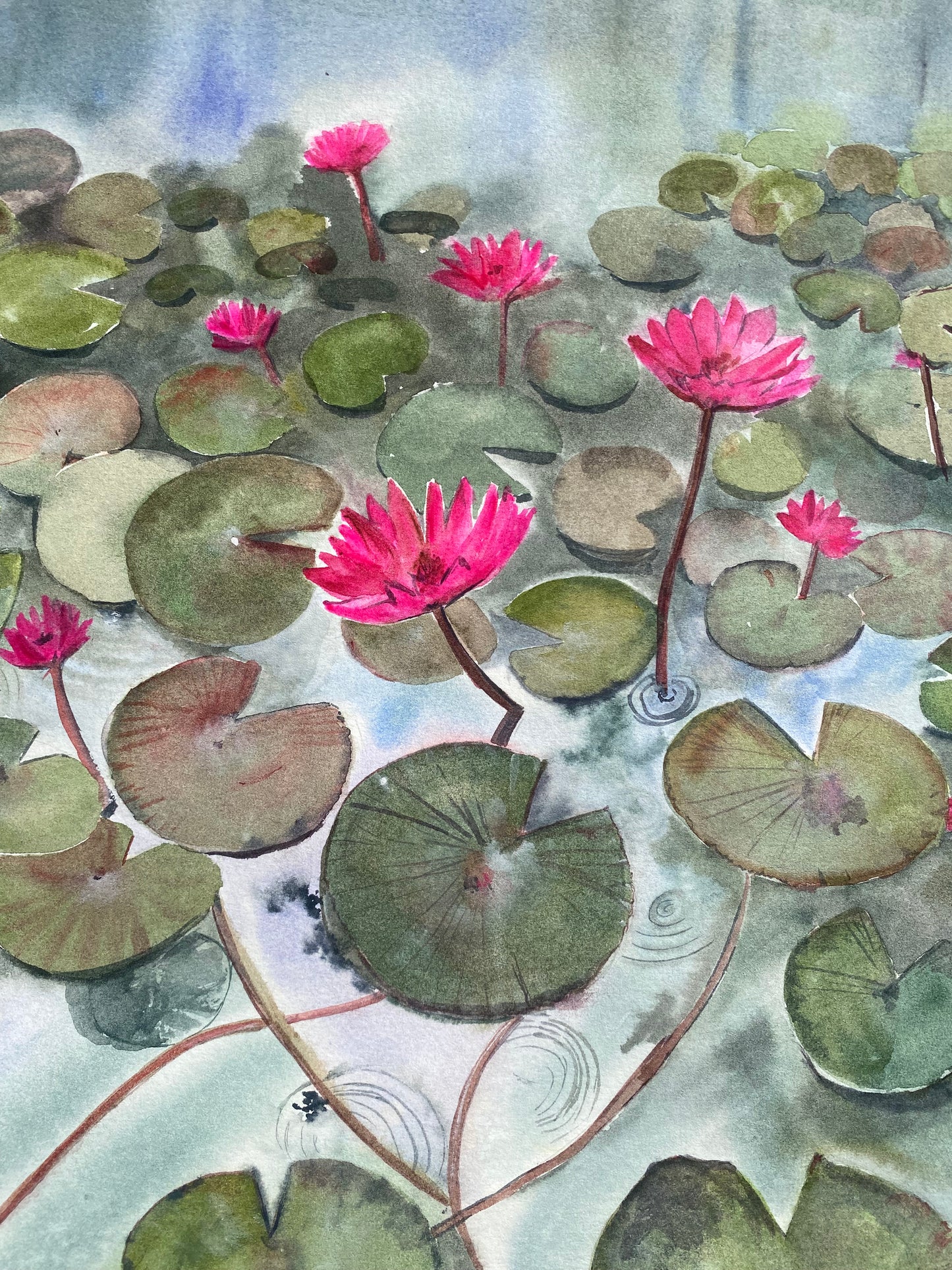 Water lilies