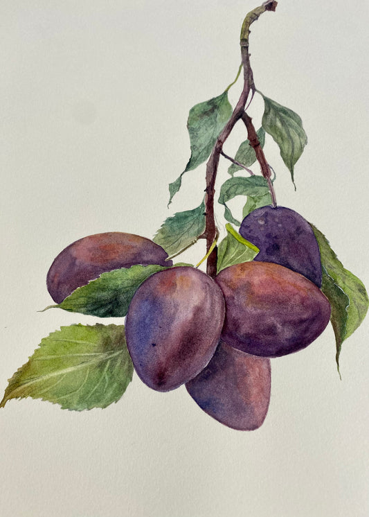 Plums on a branch - Original Painting